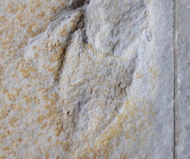 Mesobelostonum deperditum GERMAR 1839 - Bild © FossNet FossilienStore